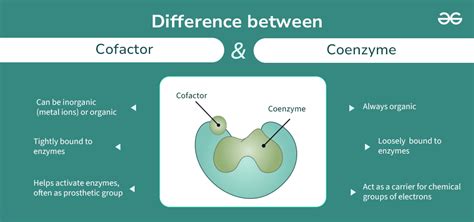 Cofactor And Coenzyme Difference