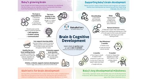 Cognitive Development The Learning Brain