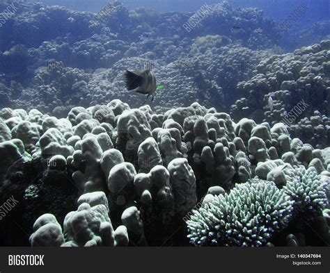 colals | Colals Promo Terbaik LS PROXI Mataiea Facebook