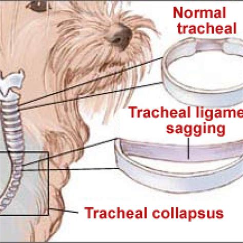 colapso traqueal en perros tratamiento pdf