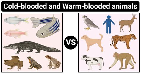 Cold Blood Meaning