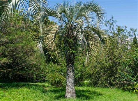Cold Hardy Palm Trees