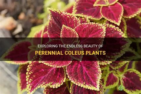 coleus is it a perennial
