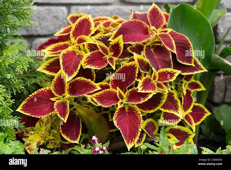 coleus scutellarioides