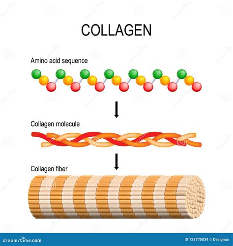 Full Download Collagen Structure And Mechanics 