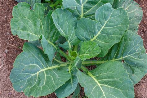 collard greens sverige