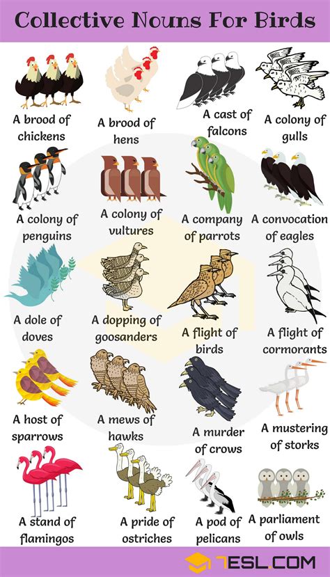 Collective Terms Of Animals