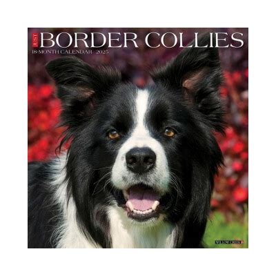 Collies 2018 12 X 12 Inch Monthly Square Wall Calendar Animals Dog Breeds Collies Multilingual Edition