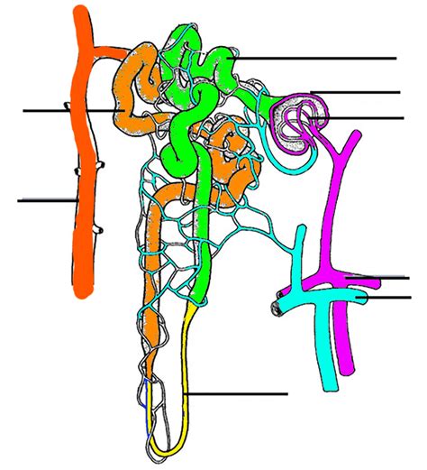 Color And Label The Nephron The Biology Corner Structure Of The Nephron Worksheet Answers - Structure Of The Nephron Worksheet Answers