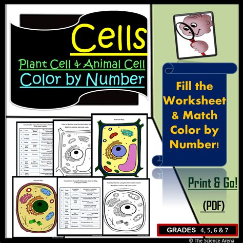 Color By Number Cell Worksheet Education Com Cell Worksheet For 5th Grade - Cell Worksheet For 5th Grade