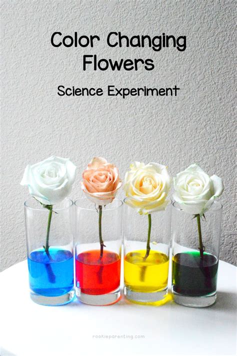Color Changing Flower Science Experiment   Color Changing Flowers Capillary Action Science - Color Changing Flower Science Experiment