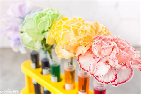 Color Changing Flowers Capillary Action Science Experiment Science Experiments With Flowers - Science Experiments With Flowers