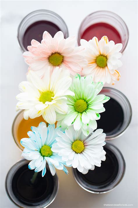 Color Changing Flowers Little Bins For Little Hands Flower Science Experiment - Flower Science Experiment