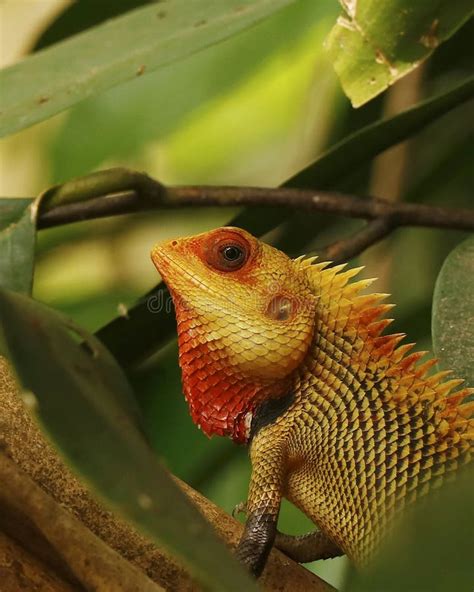 color changing lizard