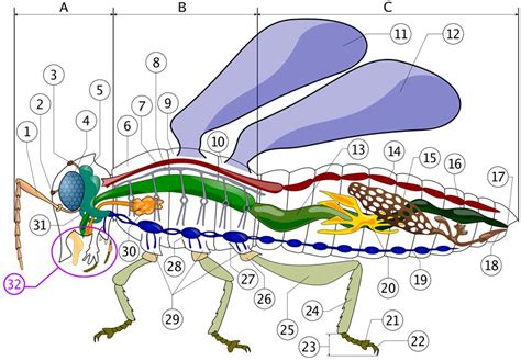 Color Diagrams Of Insect Organs And Internal Structures Insects Body Parts Diagram - Insects Body Parts Diagram