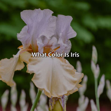 color iris