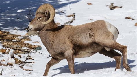 colorado animals