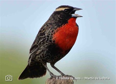 colorado aves