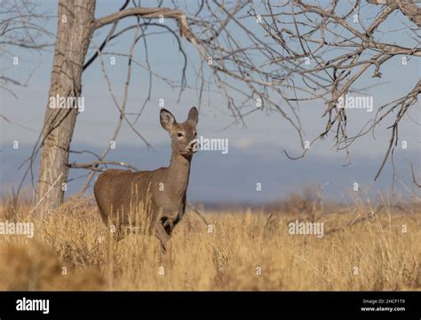 colorado doe