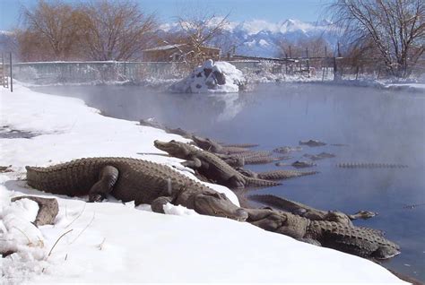 colorado gators