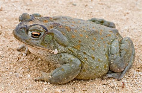 colorado river toad
