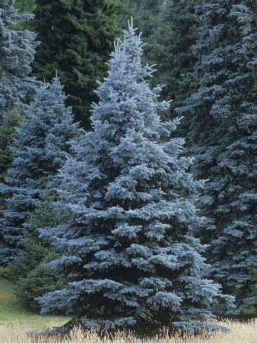 colorado state tree