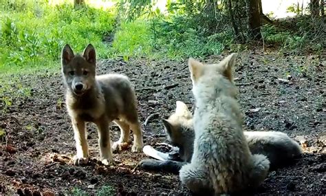 colorado wolf