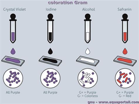 Coloration De Gram