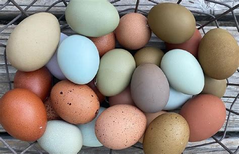 colored chicken eggs