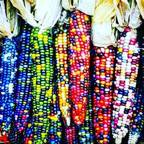 colored corn