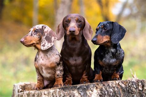 colored dachshund