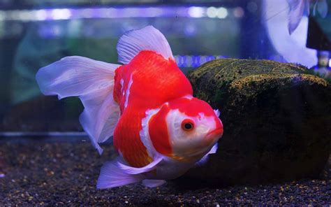 colored goldfish
