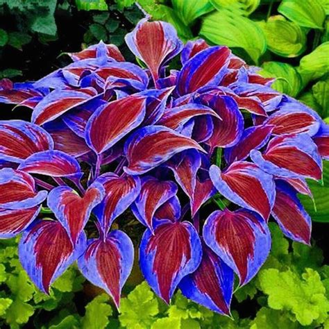 colored hostas
