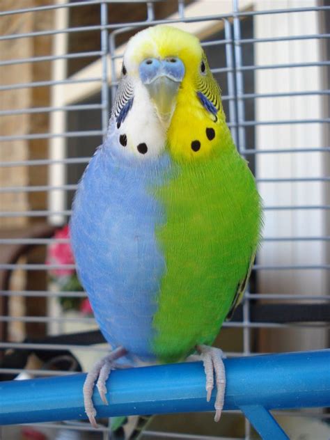 colored parakeets