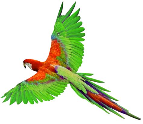 Colorful Birds Flying Png