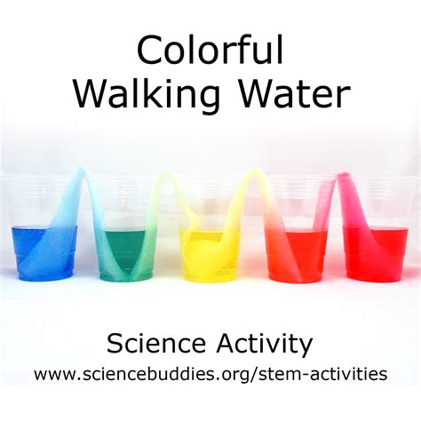 Colorful Capillary Action Walking Water Stem Activity Science Capillary Action Science Experiment - Capillary Action Science Experiment