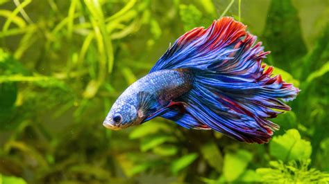 colorful fish