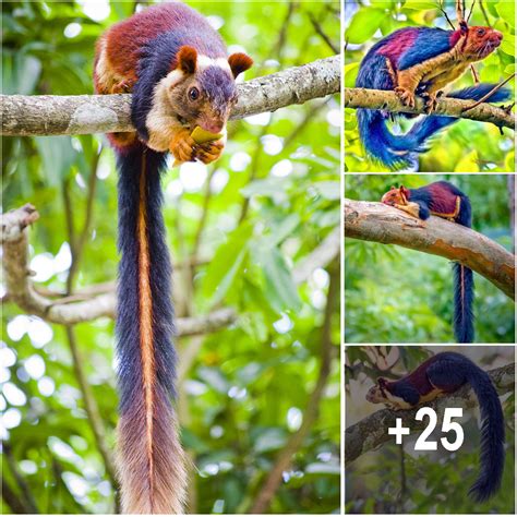 colorful squirrel