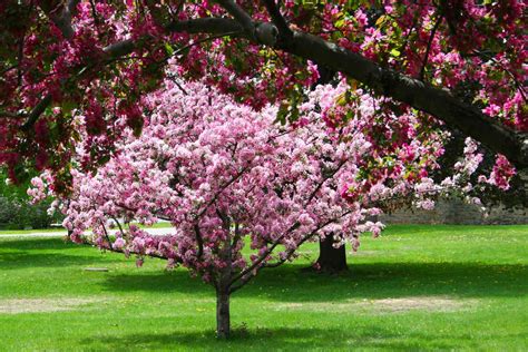 colorful trees