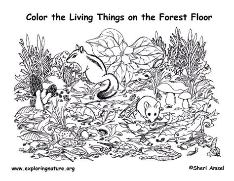 Coloring Book Fopf Forest Habitat Coloring Pages - Forest Habitat Coloring Pages