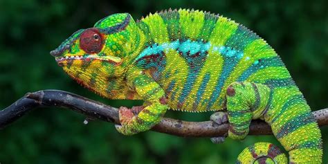 coloring changing