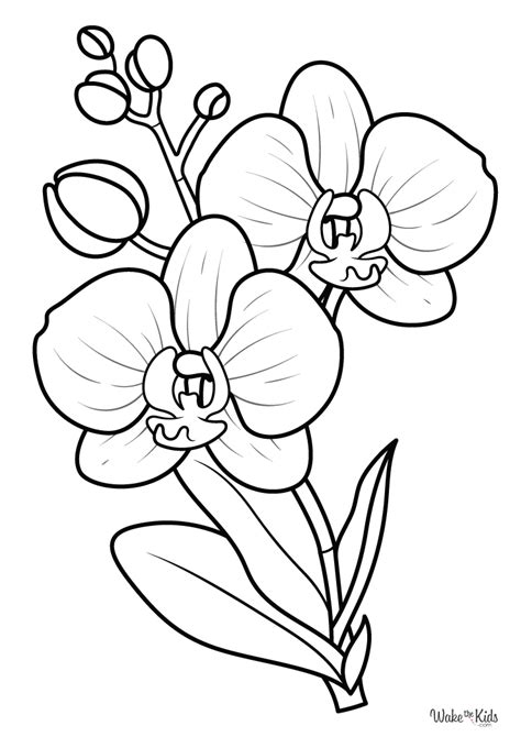 coloring orchid