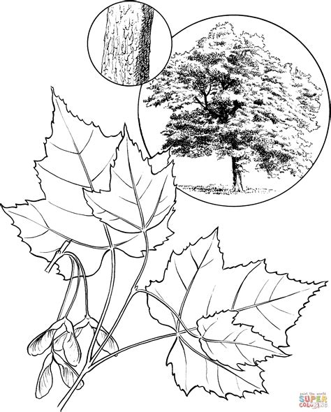 Coloring Page Maple Trees Maple Tree Coloring Pages - Maple Tree Coloring Pages
