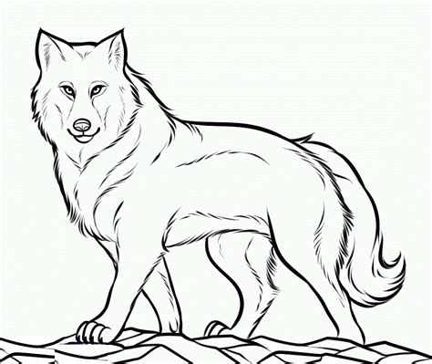 Coloring Page On A Gray Wolf Gray Wolf Coloring Page - Gray Wolf Coloring Page