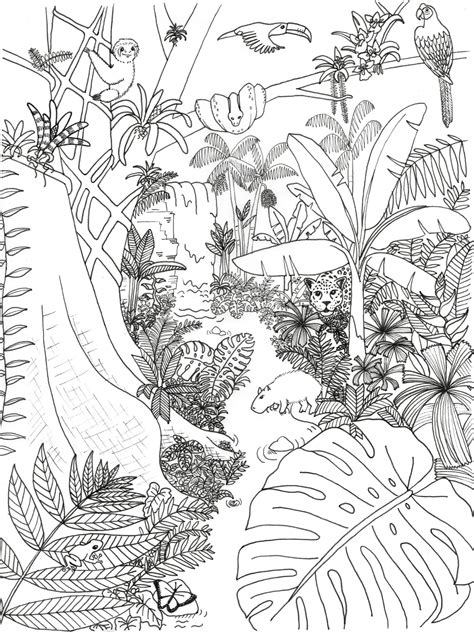 Coloring Pages Archives Rainforest Alliance Rainforest Animal Coloring Page - Rainforest Animal Coloring Page