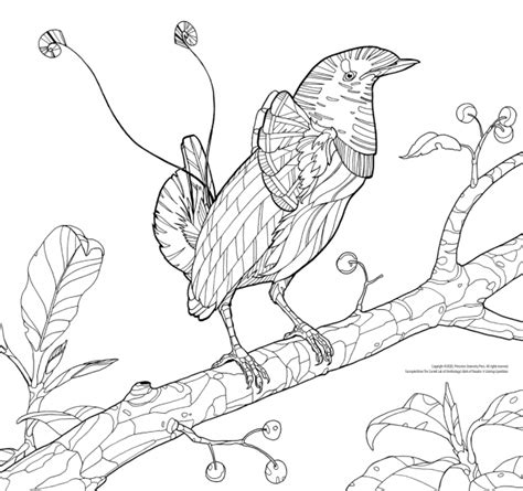Coloring Pages For Birding Enthusiasts Princeton University Bird Of Paradise Coloring Page - Bird Of Paradise Coloring Page