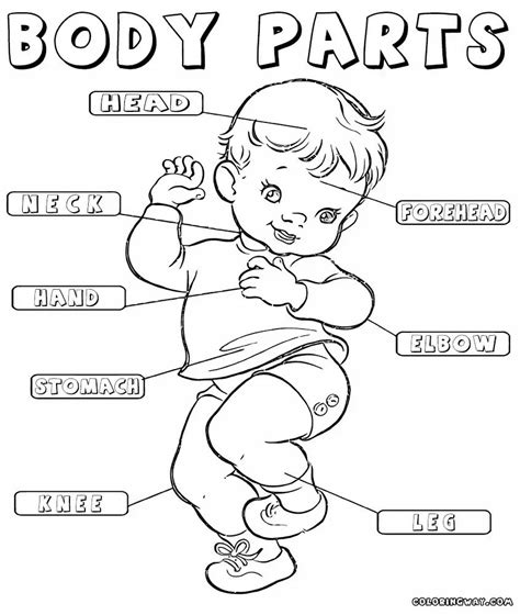 Coloring Pages For Kids Parts Of The Body Body Part Coloring Sheet - Body Part Coloring Sheet