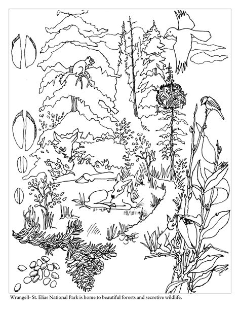 Coloring Pages Of Forests Visual Arts Ideas Forest Habitat Coloring Pages - Forest Habitat Coloring Pages