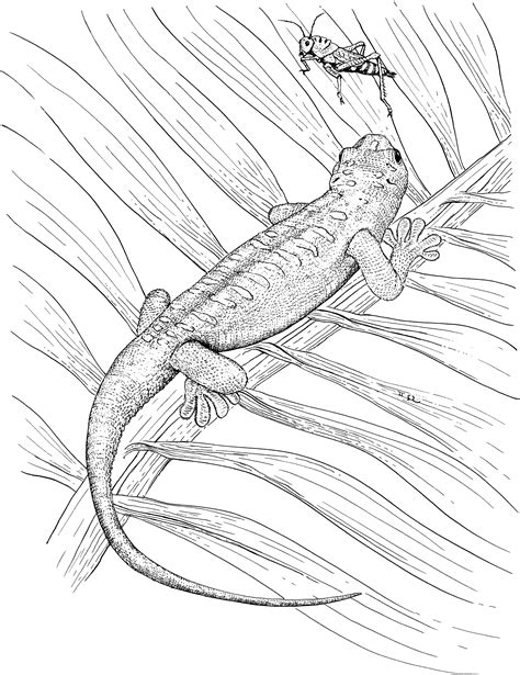 Coloring Pages Of Lizards Coloring Nation Coloring Pages Of Lizards - Coloring Pages Of Lizards