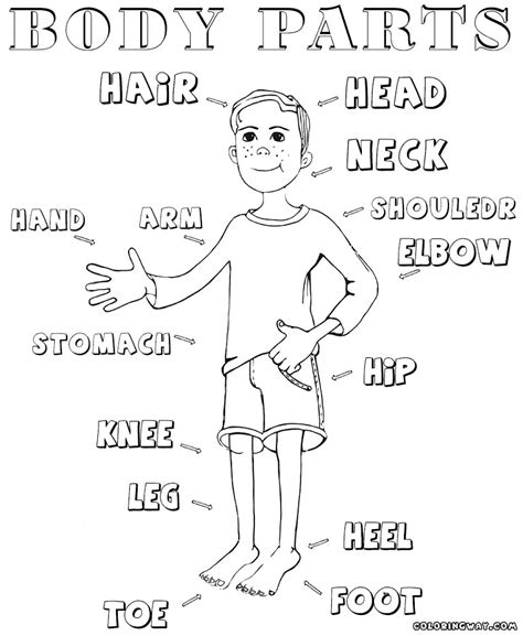 Coloring Pages Of The Human Body For Kids Body Parts For Kids Coloring Pages - Body Parts For Kids Coloring Pages